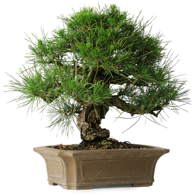 Pinus thunbergii, 33 cm, ± 40 jaar oud