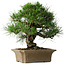 Pinus thunbergii, 33 cm, ± 40 ans