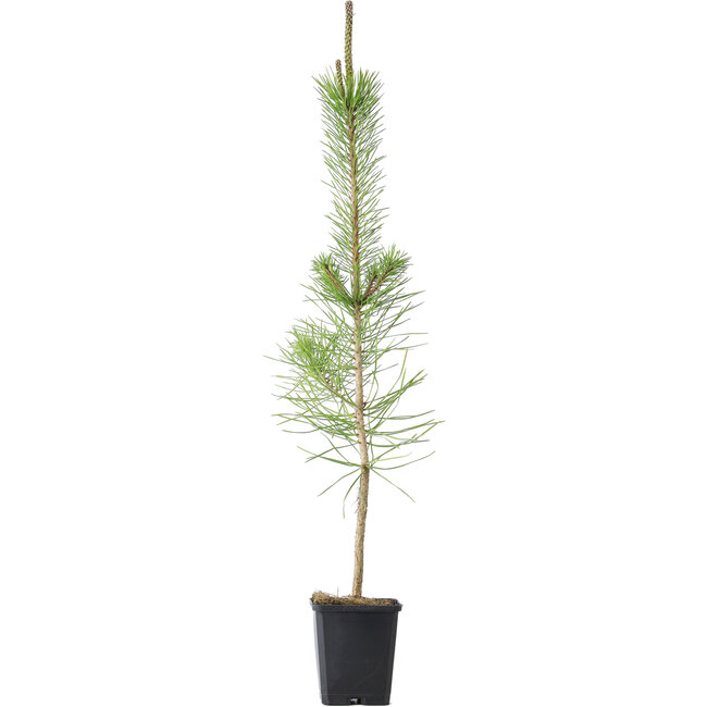 Pinus thunbergii zaailing, 38 cm, ± 2 jaar oud