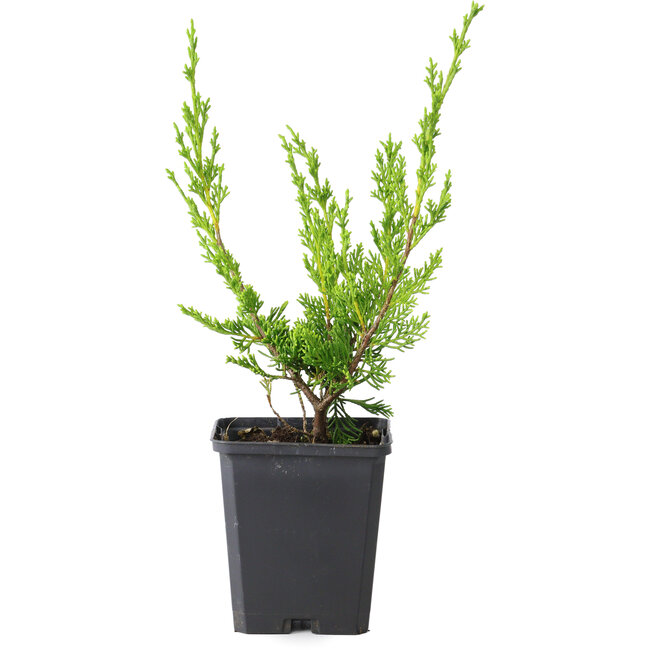 Juniperus chinensis Iura Itoigawa seedling, 24 cm, ± 2 years old