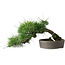 Pinus thunbergii, 19 cm, ± 20 Jahre alt