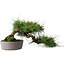 Pinus thunbergii, 19 cm, ± 20 Jahre alt