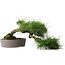 Pinus thunbergii, 19 cm, ± 20 jaar oud