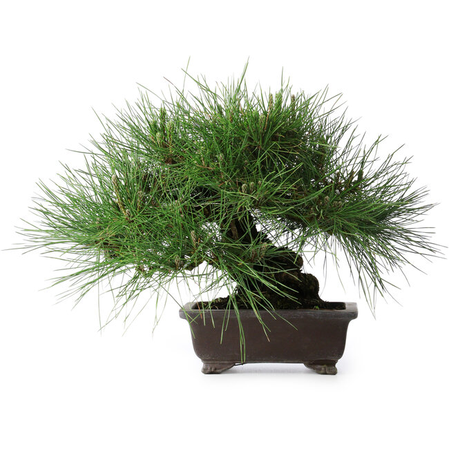 Pinus thunbergii Yamadori, 28 cm, ± 25 ans