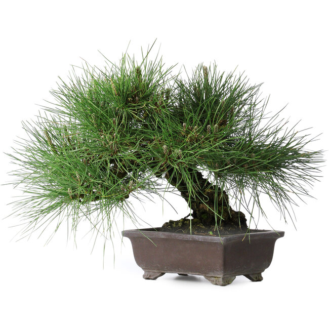 Pinus thunbergii Yamadori, 28 cm, ± 25 years old