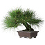 Pinus thunbergii Yamadori, 28 cm, ± 25 ans