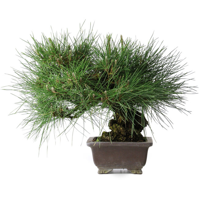 Pinus thunbergii Yamadori, 28 cm, ± 25 jaar oud