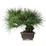 Pinus thunbergii Yamadori, 28 cm, ± 25 ans