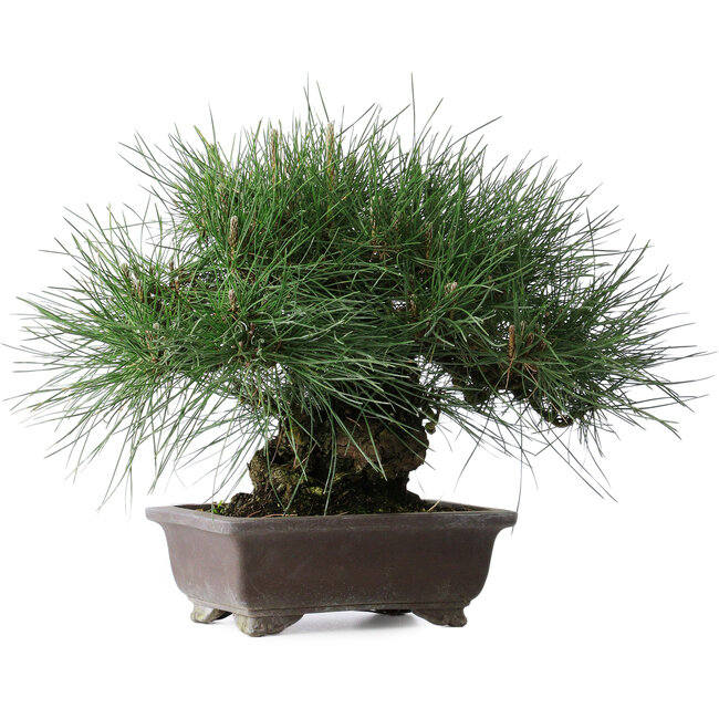 Pinus thunbergii Yamadori, 28 cm, ± 25 ans