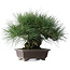 Pinus thunbergii Yamadori, 28 cm, ± 25 ans