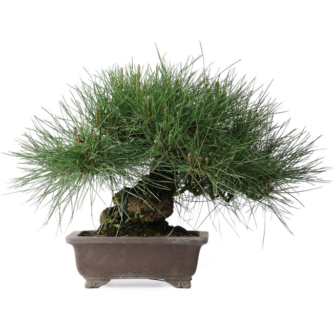 Pinus thunbergii Yamadori, 28 cm, ± 25 years old
