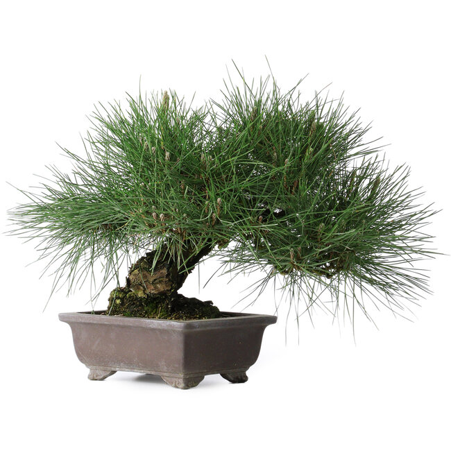 Pinus thunbergii Yamadori, 28 cm, ± 25 jaar oud