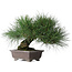 Pinus thunbergii Yamadori, 28 cm, ± 25 ans