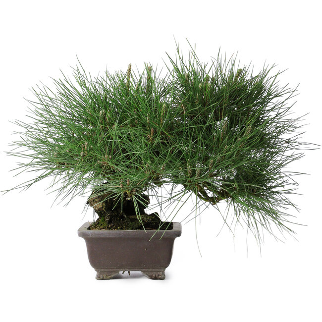 Pinus thunbergii Yamadori, 28 cm, ± 25 years old