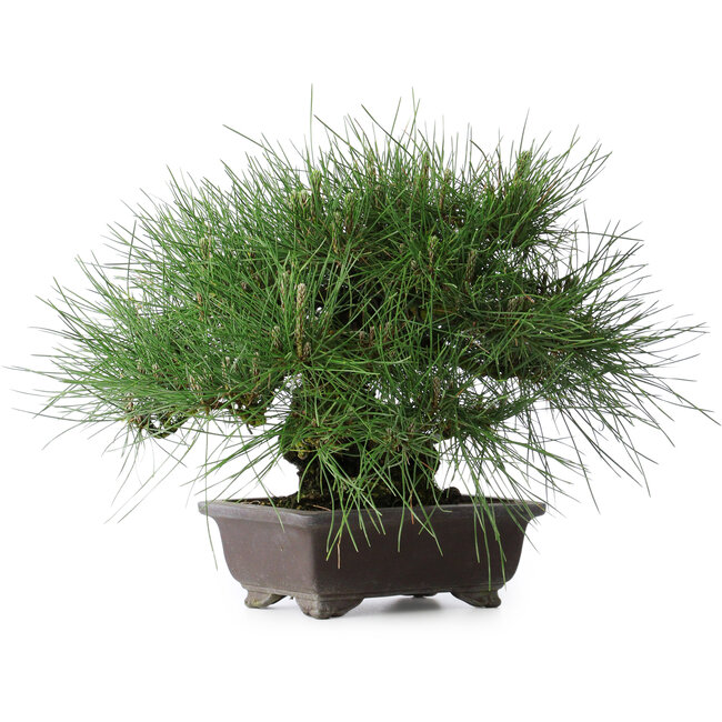 Pinus thunbergii Yamadori, 28 cm, ± 25 ans