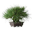 Pinus thunbergii Yamadori, 28 cm, ± 25 ans