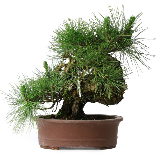 Pinus thunbergii Yamadori, 41 cm, ± 30 ans