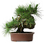 Pinus thunbergii Yamadori, 41 cm, ± 30 ans