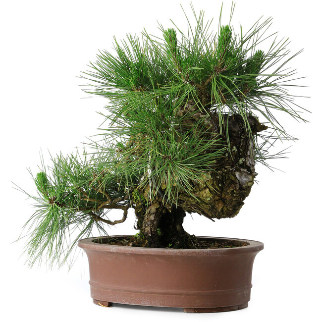 Pinus thunbergii Yamadori, 41 cm, ± 30 years old