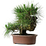 Pinus thunbergii Yamadori, 41 cm, ± 30 ans