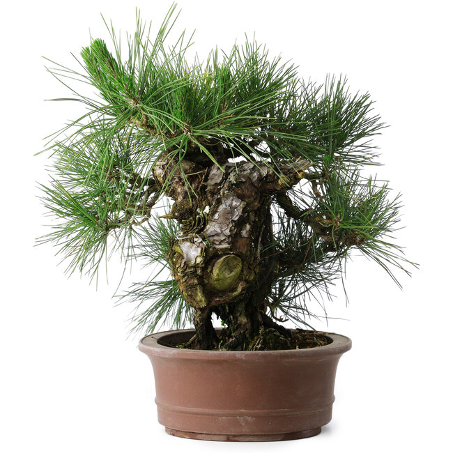 Pinus thunbergii Yamadori, 41 cm, ± 30 Jahre alt