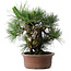 Pinus thunbergii Yamadori, 41 cm, ± 30 jaar oud