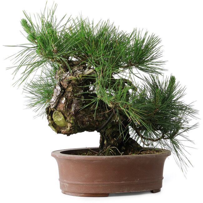Pinus thunbergii Yamadori, 41 cm, ± 30 ans