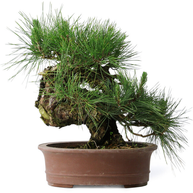 Pinus thunbergii Yamadori, 41 cm, ± 30 years old