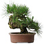 Pinus thunbergii Yamadori, 41 cm, ± 30 ans