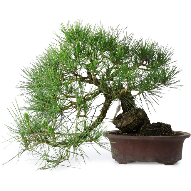 Pinus thunbergii, 37 cm, ± 25 Jahre alt