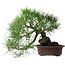 Pinus thunbergii, 37 cm, ± 25 ans