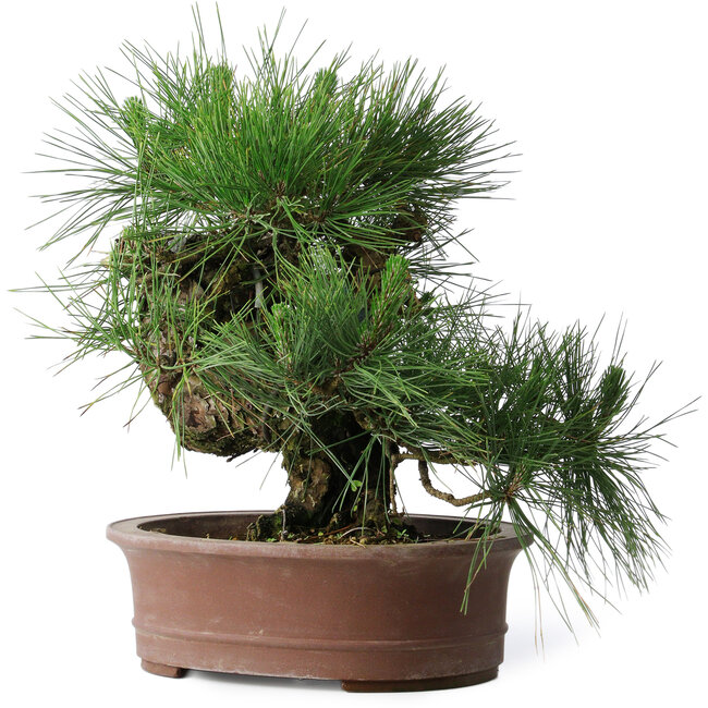 Pinus thunbergii Yamadori, 41 cm, ± 30 ans