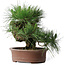 Pinus thunbergii Yamadori, 41 cm, ± 30 ans