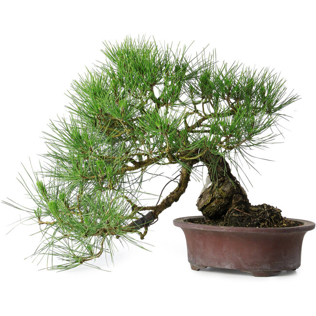 Pinus thunbergii, 37 cm, ± 25 ans