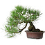 Pinus thunbergii, 37 cm, ± 25 ans