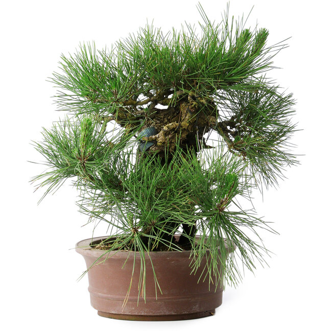Pinus thunbergii Yamadori, 41 cm, ± 30 years old