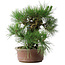 Pinus thunbergii Yamadori, 41 cm, ± 30 ans