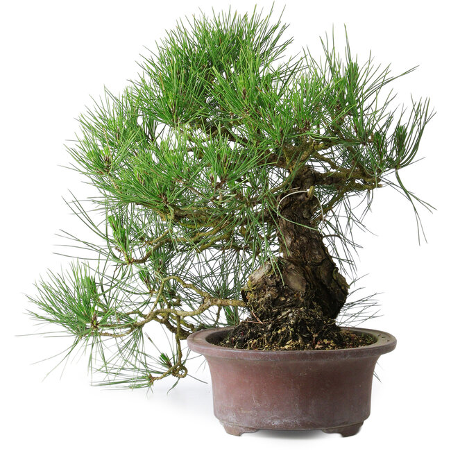 Pinus thunbergii, 37 cm, ± 25 years old