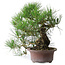 Pinus thunbergii, 37 cm, ± 25 ans