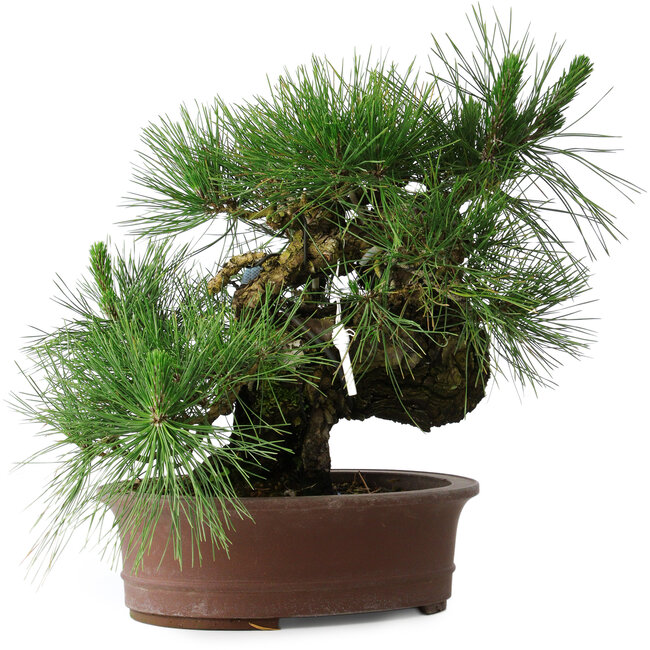 Pinus thunbergii Yamadori, 41 cm, ± 30 ans
