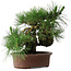 Pinus thunbergii Yamadori, 41 cm, ± 30 ans