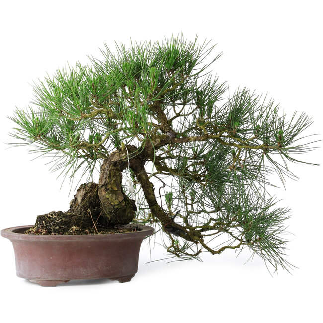 Pinus thunbergii, 37 cm, ± 25 years old