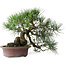 Pinus thunbergii, 37 cm, ± 25 ans