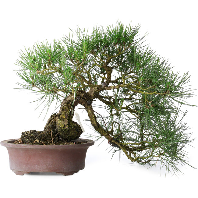 Pinus thunbergii, 37 cm, ± 25 ans