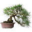 Pinus thunbergii, 37 cm, ± 25 ans