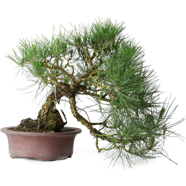 Pinus thunbergii, 37 cm, ± 25 years old