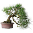 Pinus thunbergii, 37 cm, ± 25 Jahre alt