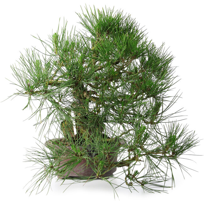 Pinus thunbergii, 37 cm, ± 25 years old