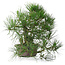 Pinus thunbergii, 37 cm, ± 25 ans