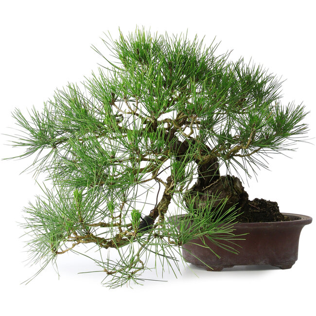 Pinus thunbergii, 37 cm, ± 25 ans